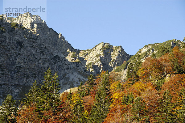 Bunter Bergmischwald unterhalb vom Berg Hohe Kisten im Herbst Bayerische Alpen Oberbayern