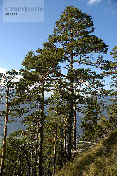 Alte Bäume Waldkiefer Pinus sylvestris am Steilhang bei Farchant Bayerische Alpen Oberbayern