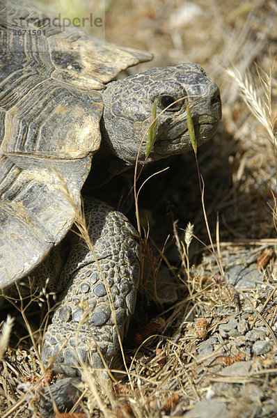 Griechische Landschildkröte Sympetros Insel Kos Griechenland