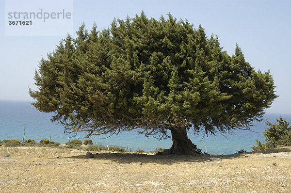 Großer frei stehender Wachholder Baum mit blauem Meer bei Kefalos Insel Kos Griechenland