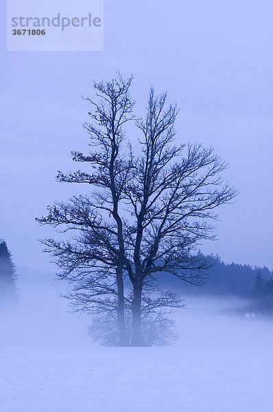 Landschaft mit Bäumen im Nebel