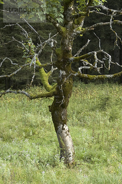 Alter Baum auf dem Weg zur Hinteren Längentalalm auf der Nordseite der Benediktenwand im Isartal bei Bad Tölz Bayern Deutschland
