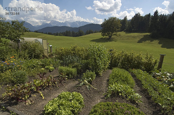 Gemüsebeet Bauerngarten am Gasthaus Gschwandtnerbauer bei Garmisch Partenkirchen Werdenfelser Land Oberbayern Deutschland