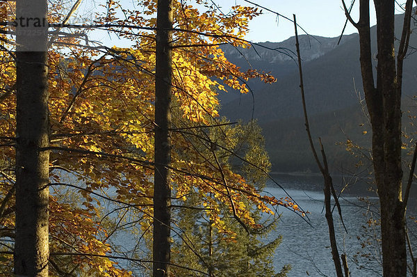 Am Sylvensteinspeicher See im Isarwinkel südlich von Bad Tölz leuchtendes Herbstlaub am See mit Bergen