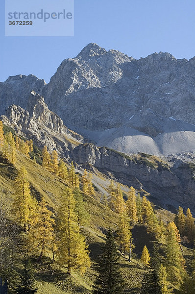 In der Eng Rissbachtal Tirol Österreich vom Weg zur Binsalm Blick über Lärchen auf den Hochglück
