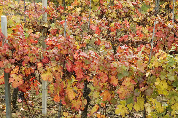 Bei Barbaresco nähe Alba Weinfelder Weinhügel Weinberge im Herbstlaub Piemont Piemonte Italien
