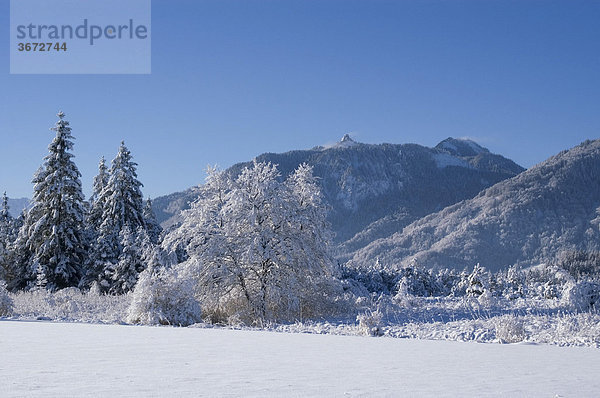 Verschneite Winterlandschaft mit dem Berg Hörnle im Murnauer Moor Moos bei Murnau Oberbayern Deutschland