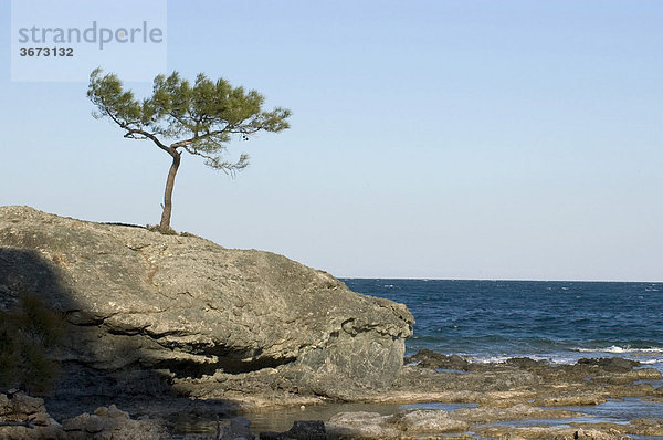 Phaselis bei Kemer südlich von Antalya Türkei antike Stadt einsame Pinie wächst auf einem Felsen der Bucht