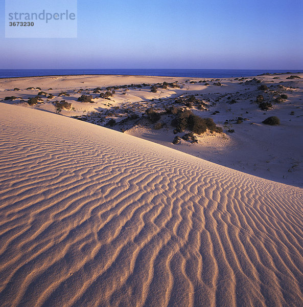 Fuerteventura Kanarische Inseln Kanaren Spanien El Jable bei Corralejo Naturpark Sanddünen