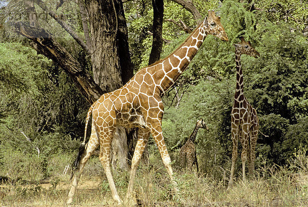 Netzgiraffe läuft zwischen Schirmakazien Giraffa camelopardis Samburu Nationalpark Kenia