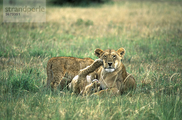 Löwin ( Panthera leo ) spielt mit Jungem - Masai Mara - Kenia