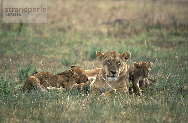 Löwin ( Panthera leo ) säugt Junge - Masai Mara - Kenia