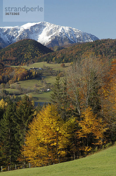 Herbstlich gefärbter Wald und dahinter das mächtige Bergmassiv des Schneebergs Niederösterreich