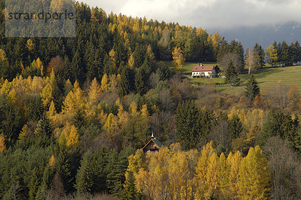 Herbstlich gefärbte Lärche larix europaea und Bauernhaus Niederösterreich