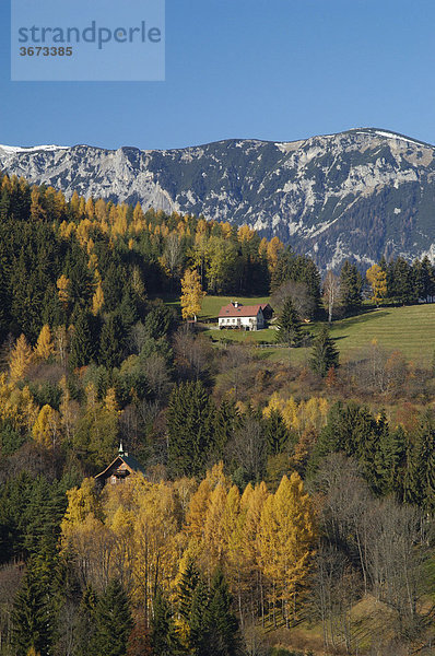 Herbstlich gefärbte Lärche larix europaea und Bauernhaus dahinter Teil des Raxmassivs Niederösterreich