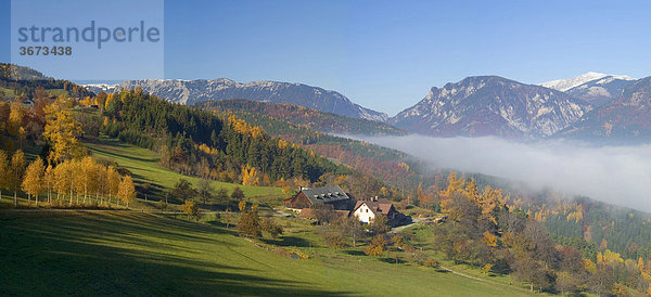 Herbstlich gefärbte Birkenallee die zu einem Bauernhaus führt und dahinter Rax und Schneeberg Niederösterreich