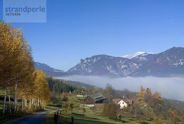Herbstlich gefärbte Birkenallee die zu einem Bauernhaus führt und dahinter Mittagstein und Schneeberg Niederösterreich