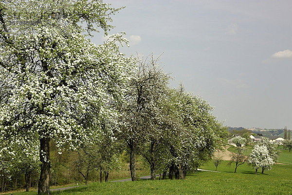 Blühende Birnbäume im Mostviertel Niederösterreich