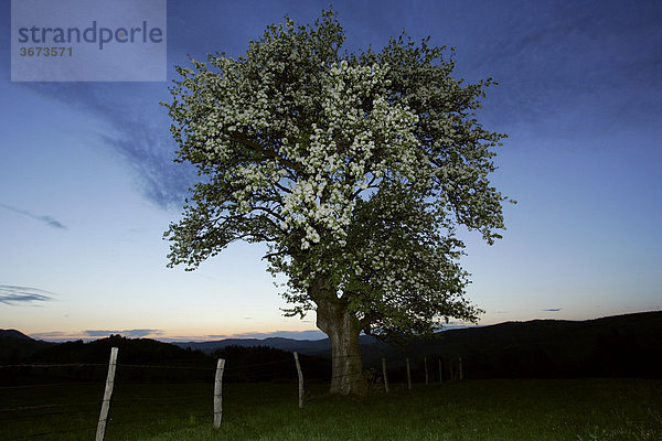 Ein blühender Obstbaum bei Sonnenuntergang Niederösterreich