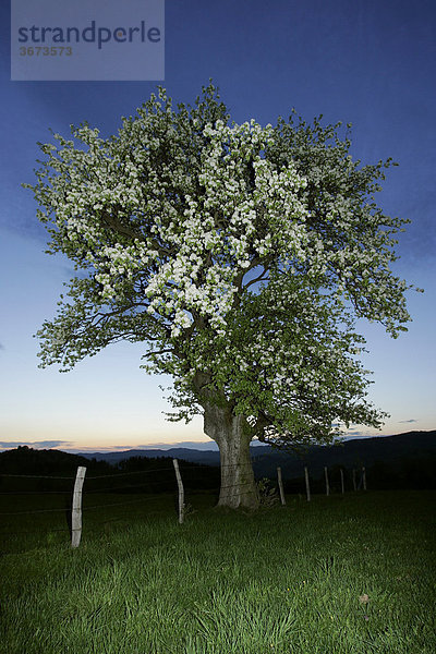 Ein blühender Obstbaum bei Sonnenuntergang Niederösterreich