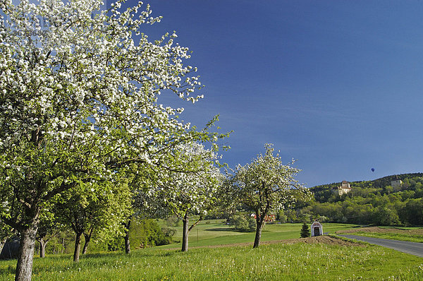 Blühende Obstbäume im Hintergrund Burg Neuberg Hartberg Steiermark Österreich