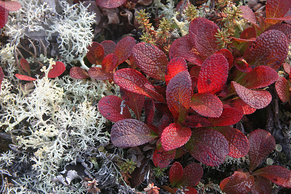 Herbstlich gefärbte Pflanzen der Tundravegetation im Denali Nationalpark Alaska USA