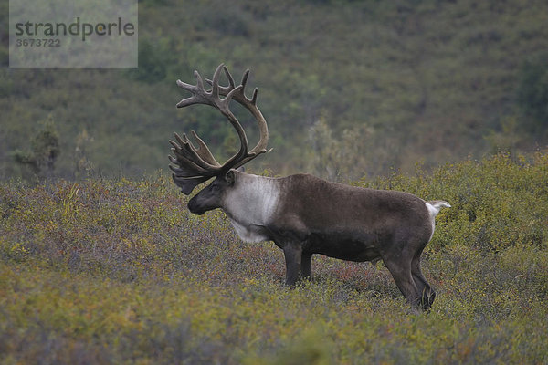 Karibou Rangifer tarandus Denali Nationalpark Alaska USA