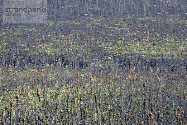 Die Reste eines Waldes nach den verheerenden Waldbränden in der Region um den top of the World Highway Alaska USA