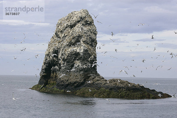 Vogelfelsen in der Kachemak Bucht Kenai Halbinsel Homer Alaska USA