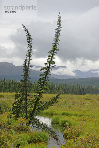 Baum spiegelt sich in einem Teich Alaska USA