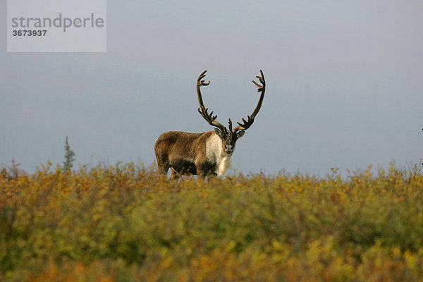 Rentier Rangifer tarandus im Denali Nationalpark Alaska USA