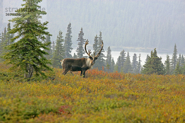 Rentier Rangifer tarandus im Denali Nationalpark Alaska USA