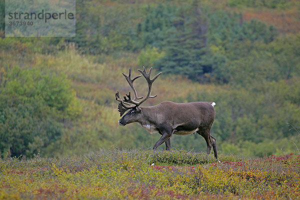 Rentier Rangifer tarandus im Denali Nationalpark Alaska USA