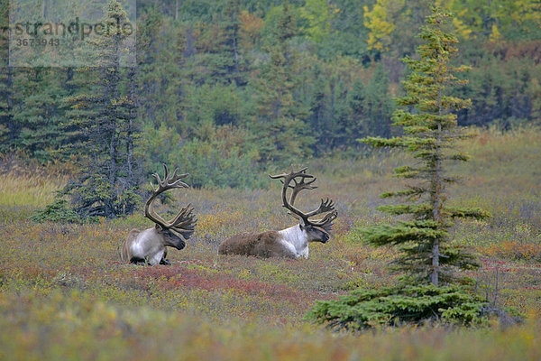 Rentier Rangifer tarandus im Denali Nationalpark Alaska USA