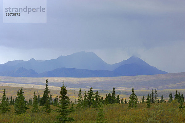 Der Denali Nationalpark im Herbst im Gebiet zwischen Riley Creek und Savage River Alaska USA