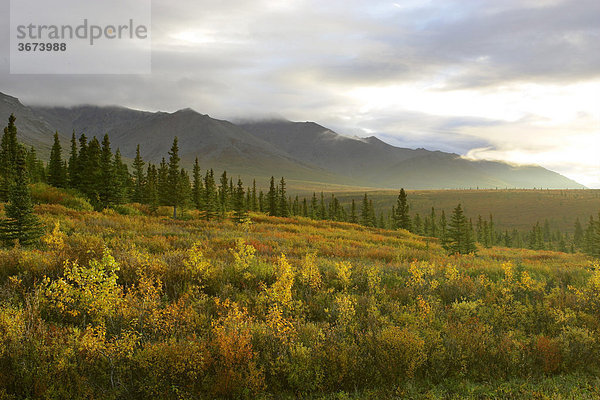 Der Denali Nationalpark im Herbst im Gebiet zwischen Riley Creek und Savage River Alaska USA