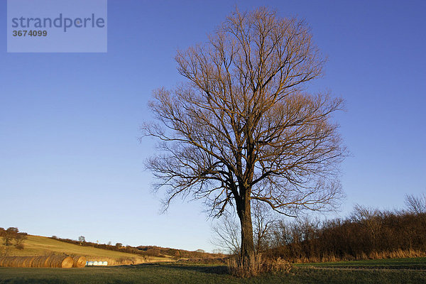 Kahler Baum vor blauem Abendhimmel