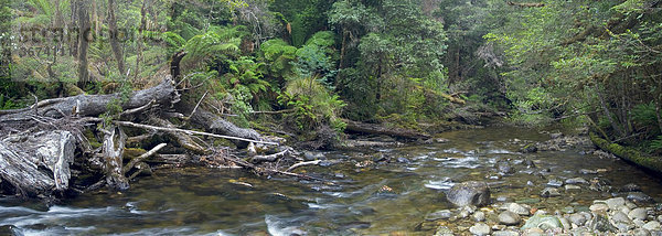 Urwaldfluss Surprise River im Franklin Nationalpark Tasmanien Australien