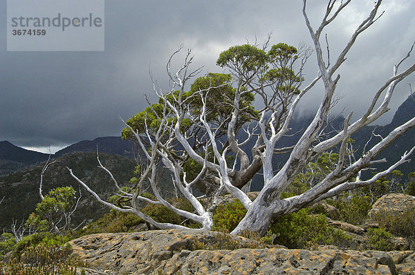 Eukalyptusbäume im Labyrinth vor dem Parthenon Gebirge am Overland Track im Cradle Mountain Nationalpark Tasmanien Australien