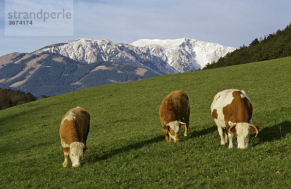 Weidende Kühe vor Schneeberg im Piestingtal in Niederösterreich Österreich