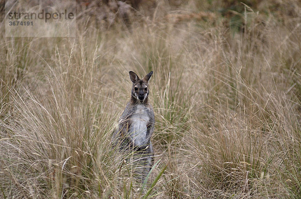 Känguru im Grampian Nationalpark Victoria Australien
