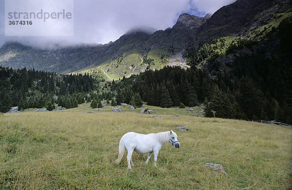 Weißes Pferd auf Weide Texelgruppe Südtirol Italien