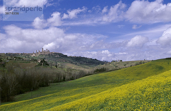 Blick über gelb blühendes Rapsfeld auf die Stadt San Gimignano Toskana Italien