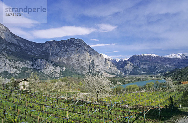 Weingärten vor dem Lago di Cavedine in der Region Gardasee Italien