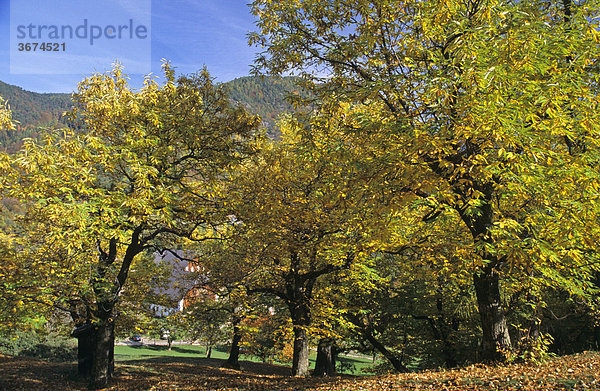 Kastanienwald im Herbst Glaning Salten Südtirol Italien