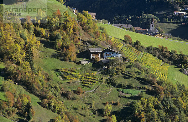Weinberge im Herbst am Rittener Berg Südtirol Italien