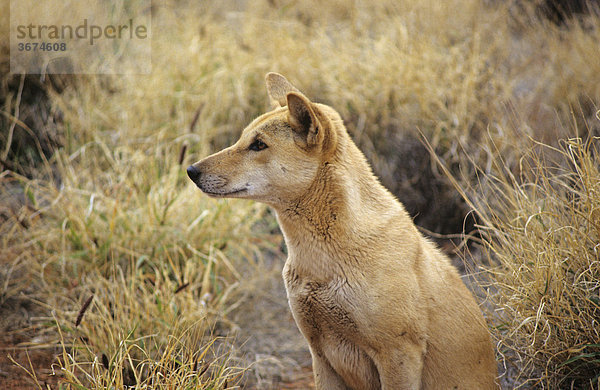 Dingo canis familiaris Australien