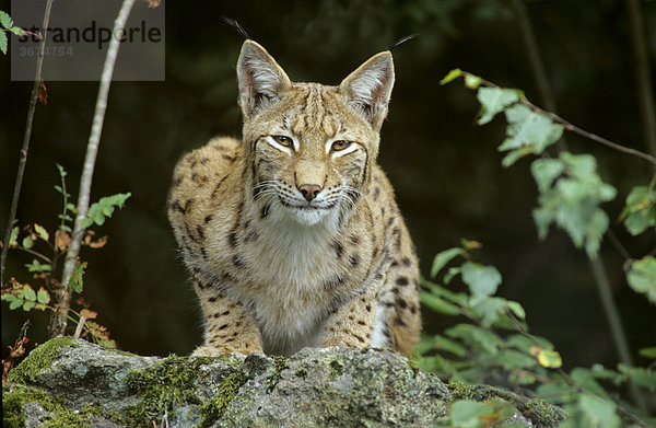Luchs Lynx lynx im Tiergehege im Bayerischen Wald Deutschland