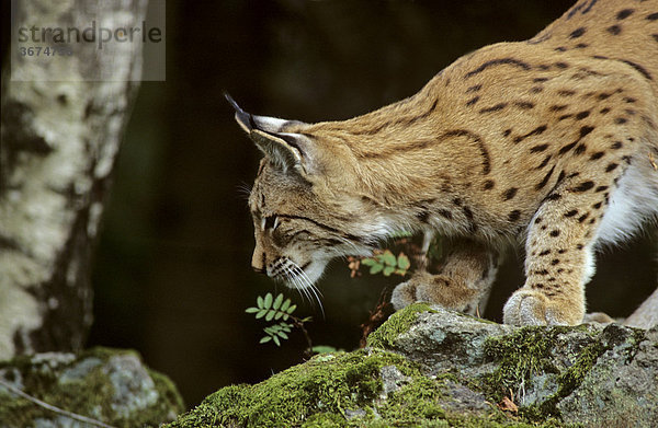 Luchs Lynx lynx im Tiergehege im Bayerischen Wald Deutschland