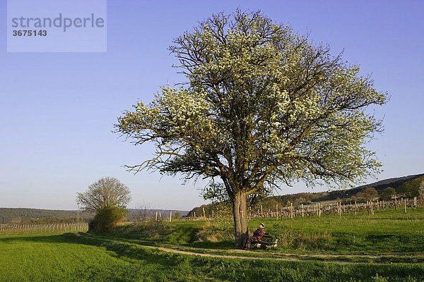 Felder und blühender Baum im Frühling bei Großau bei Bad Vöslau Niederösterreich Österreich